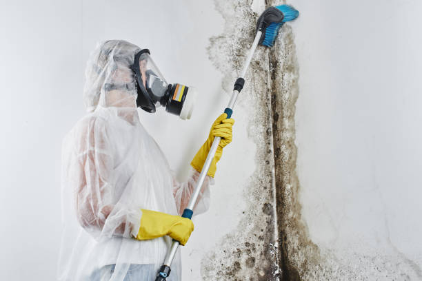 Best Post-Flood Mold Remediation in Excelsior, MN